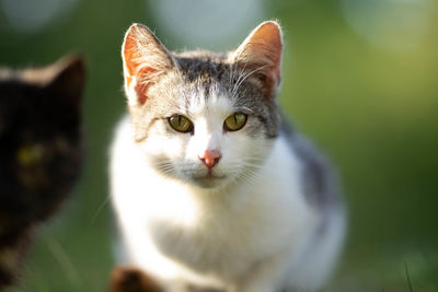 Close-up portrait of cat against blurred background