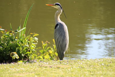 Heron in a lake