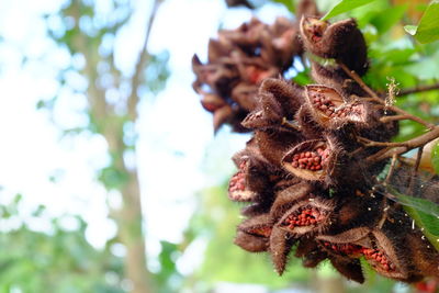 Close-up of lizard on tree