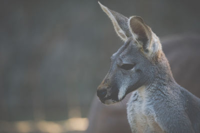 Close-up of deer