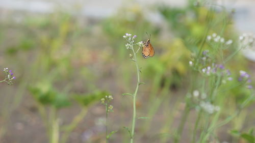 Close-up of butterfly pollinating on flower