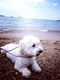 Close-up of dog on beach against sky