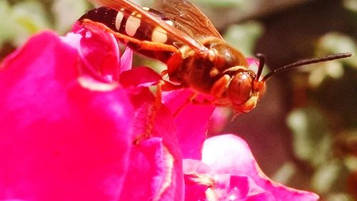 Close-up of bee on pink flower