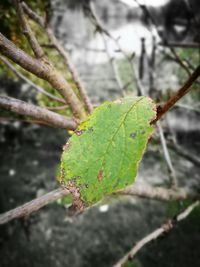 Close-up of insect on plant
