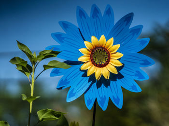 Blue sunflower spinner in bright sunlight.