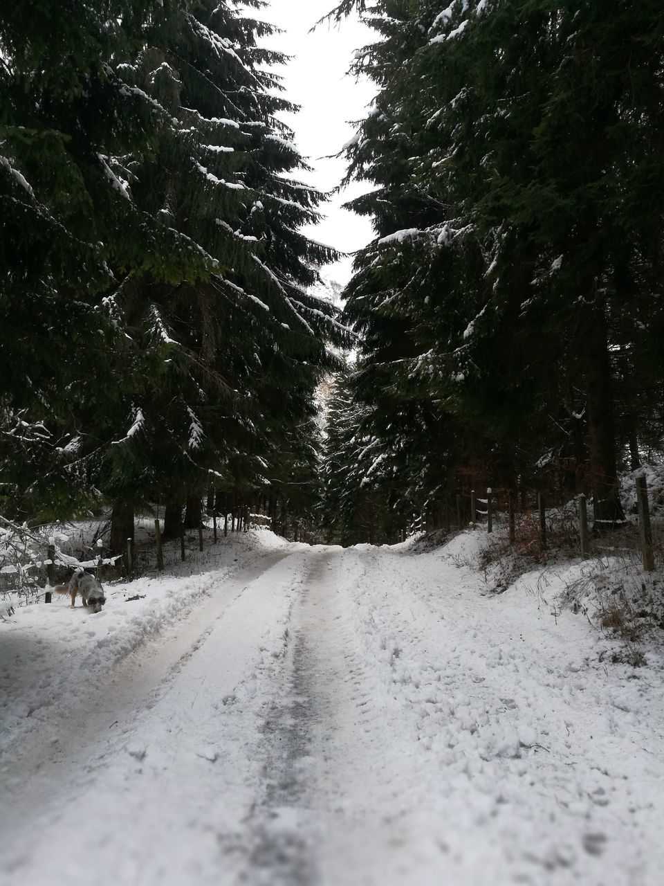 snow, cold temperature, the way forward, tree, winter, road, nature, diminishing perspective, weather, tire track, tranquility, day, no people, outdoors, scenics, beauty in nature, sky