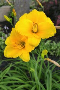 Close-up of yellow flower blooming outdoors