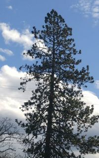 Low angle view of trees against sky