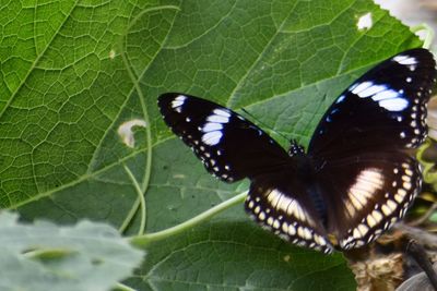 Close-up of butterfly on leaf