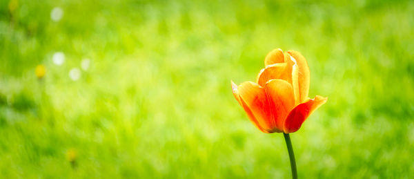 Close-up of fresh flower blooming in field