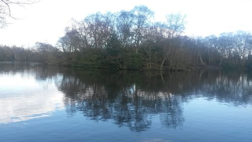 Reflection of trees in water