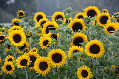 Sunflowers blooming in field