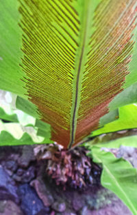 Close-up of insect on plant