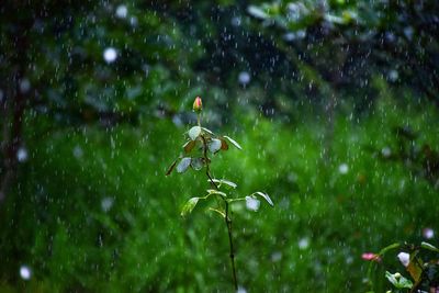 Close-up of wet flower on water