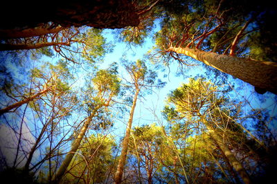 Low angle view of trees in forest