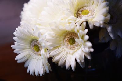 Close-up of white flower