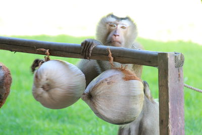 Close-up of monkey on tree