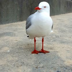 Close-up of bird perching on ground