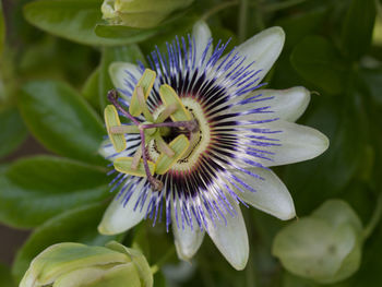 Close-up of purple flower