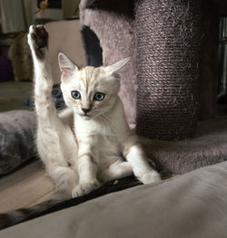 Portrait of kitten sitting at home