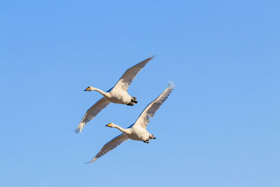 Low angle view of swans flying