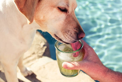 Close-up of a dog drinking from glass