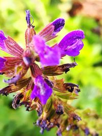 Close-up of bee pollinating on purple flower