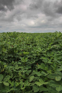 Scenic view of field against cloudy sky