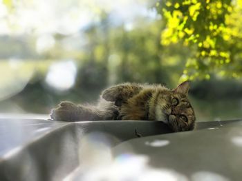 Portrait of cat resting