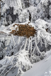 Snow covered land and trees on field