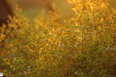 Close-up of fresh yellow flowers in meadow