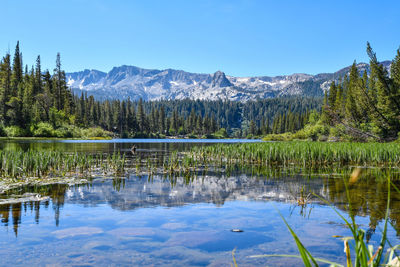 Scenic view of lake by trees against blue sky