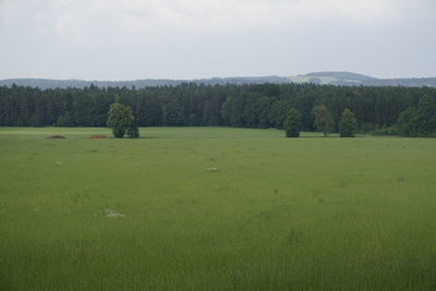 Scenic view of trees on field against sky