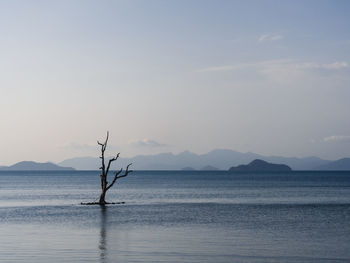 Peaceful sea with lonely tree in the middle of water and layer islands. koh mak island, thailand.