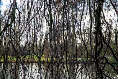 Bare trees by lake in forest