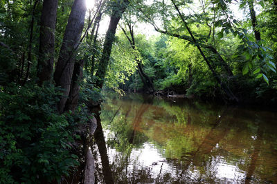 Scenic view of river amidst trees in forest