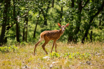 Deer standing on field
