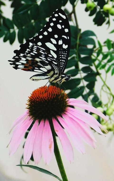 CLOSE-UP OF BUTTERFLY ON PURPLE CONEFLOWER