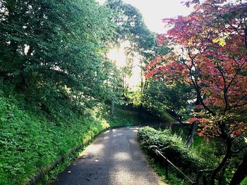 Road amidst trees against sky