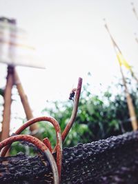 Close-up of plant against blurred background