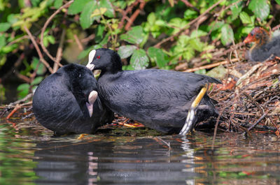 Ducks in a lake