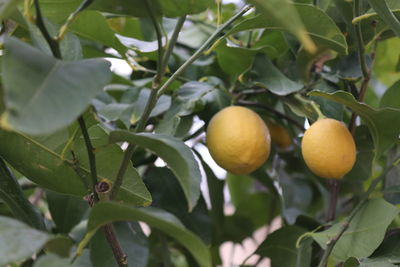 Lemon tree, two lemons