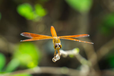 Close-up of dragonfly on plant