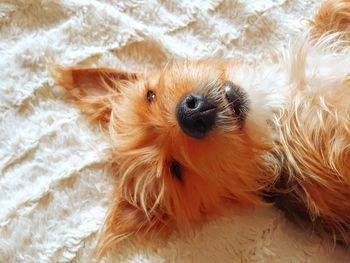 High angle portrait of a dog