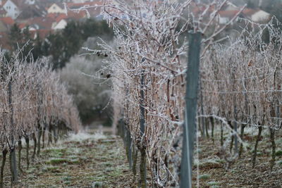 Trees in forest during winter