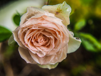 Close-up of rose