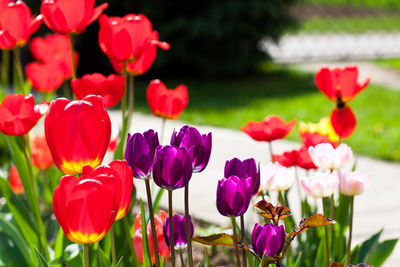 Close-up of pink tulips