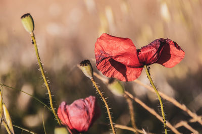 Close-up of red poppy on plant