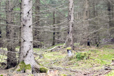 Trees on field in forest