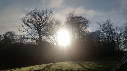 Sun shining through trees